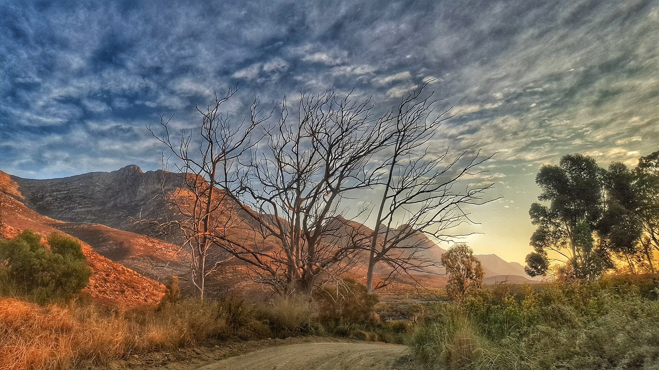 Dawn over a Waterberg valley — a bare tree silhouetted against the escarpment and a clouded sky, dirt track in the foreground.